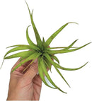 Air Plants - Tillandsia Brachycaulos Multiflora, Jumbo 5-7" - 3 ct - Live Arrival Guaranteed - House Plants for Home Decor & Gift by GreenHaven Gardens