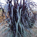 Pack 3 Fountain Grass Plants Live, 5-9 Inch Tall, Ornamental Grasses Live Plants Perennial, Well-Rooted Perennial Grass Clumps (Black Fountain Grass) by GreenHaven Gardens