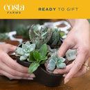 Costa Farms Live Succulent Plants (12-Pack), Mini Succulent Assortment Potted in Nursery Plant Pots, Grower's Choice Indoor Houseplants, Bulk Gift for Baby Shower, Wedding, Party, 2-Inches Tall by GreenHaven Gardens