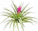 Air Plants - Flowering Tillandsia Stricta Large 5" - 5ct - Live Arrival Guaranteed - House Plants for Home Decor & Gift by GreenHaven Gardens