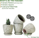4 Inch Mini Plant Pots, Ceramic Succulent Planter with Drainage Hole and Saucers for Indoor Plants, Small Garden Pots for Succulent, Herb and Flower, Set of 4 by CozyNest Decor