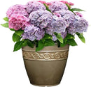 Classic Home and Garden Corinthian Resin Flower Pot Planter, Bronze, 10" by GreenHaven Gardens