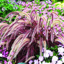 Pack 3 Fountain Grass Plants Live, 5-9 Inch Tall, Ornamental Grasses Live Plants Perennial, Well-Rooted Perennial Grass Clumps (Purple Fountain Grass) by GreenHaven Gardens