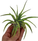 Air Plants - Tillandsia Brachycaulos Abdita, Large 4-6" - 1 ct - Live Arrival Guaranteed - House Plants for Home Decor & Gift by GreenHaven Gardens