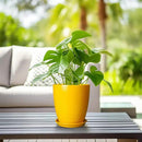 Ceramic Plant Pot - 8 Inch Planter Pot with Drainage Hole and Saucer Round Planter for Indoor Outdoor Plants Flower Pot for Home Patio Garden Office Yellow by GreenHaven Gardens