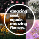 Wildflower Seeds Collection - 500,000+ Bulk Seeds - 6 Different Mixes Including Hummingbird & Butterfly, Save The Monarchs, Save The Bees, Shaded Woodland, Rocky Mountain, & Dryland Pollinator by GreenHaven Gardens