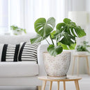 Ceramic Planter 8 Inch Plant Pot with Drainage Hole and Saucer Ceramic Pots for Indoor Plants Outdoor Large Flower Pot for Home Decor White by GreenHaven Gardens