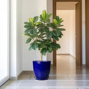 Ceramic Planter Pot - 12 Inch Pot for Plants Large Indoor Plant Pot with Drainage Hole and Saucer Fluted Round Planter for Outdoor Plants Flower Pot for Home Garden Blue by GreenHaven Gardens