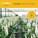 Costa Farms Peace Lily Plant, Live Indoor Houseplant with Flowers Potted in Indoors Garden Plant Pot, Air Purifying Potting Soil, Birthday, New House Gift, Home, Office and Room Decor, 2-3 Feet Tall by GreenHaven Gardens