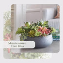 Faux Succulent Arrangement, Premium Artificial Indoor Plant Enhances Interior Design, Display on Any Surface in Your Home Adding an Inviting Touch of Nature, Grey Planter Pot Included by CozyNest Decor