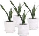 Plant Pots - 5.5 Inch Cylinder Ceramic Planters with Connected Saucer, Pots for Succuelnt and Little Snake Plants, Set of 4, White by GreenHaven Gardens