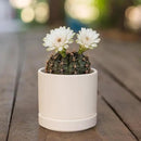 D'vine Dev Set of 2 Plants Pots, 3.5 Inch Ceramic Planter Pot for Plants with Drainage Hole and Saucer, Oatmeal, 94-V-A-8 by GreenHaven Gardens