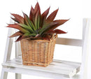 JUSTOYOU Large Artificial Succulents Aloe Plants Real Touch Fake Flowers Unpotted for Home Wedding Festival Arrangement (1, Green-Red) by CozyNest Decor