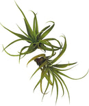 Air Plants - Tillandsia Capitata (Peach), Large 5-7” - 2 ct - Live Arrival Guaranteed - House Plants for Home Decor & Gift by GreenHaven Gardens