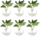 Pack of 6 Glass Planters Wall Hanging Planters Round Glass Plant Pots Hanging Air Plant Pots Flower Vase Air Plant Terrariums Wall Hanging Plant Container by GreenHaven Gardens