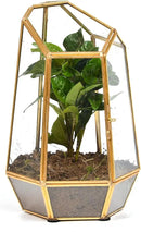 Golden Geometric Glass Terrarium with Door - 9.8" Tall Irregular Clear Planter for Succulents,Ferns,Moss,Cacti | Indoor Fairy Garden,Tabletop Display,Wedding Home Decoration (Plants Not Included) by GreenHaven Gardens