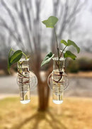 The Little Window Propagator | Window Propagation Station with Removable Glass Tubes, Indoor Plant Clippings, Cut Flowers, Herbs, Succulents | Home Decor | Plant Lover Gift (2) by GreenHaven Gardens