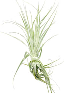 Live Air Plant - Tillandsia Gardneri 5-7” - 2ct - ragnaroc Rare Collectors Indoor Tropical Plant - Live Arrival Guaranteed - House Plants for Home Decor & Gift