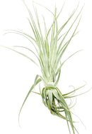 Live Air Plant - Tillandsia Gardneri 5-7” - ragnaroc Rare Collectors Indoor Tropical Plant - Live Arrival Guaranteed - House Plants for Home Decor & Gift by GreenHaven Gardens