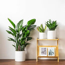 vancasso Ceramic Planters, Plant Pots for Indoor Plants, 6.25+8.25+10.25 Inch Ceramic Pots for Plants, Flower Pots with Drainage Holes, Planters Pot for Indoor House Plant, Set of 3, White by CozyNest Decor