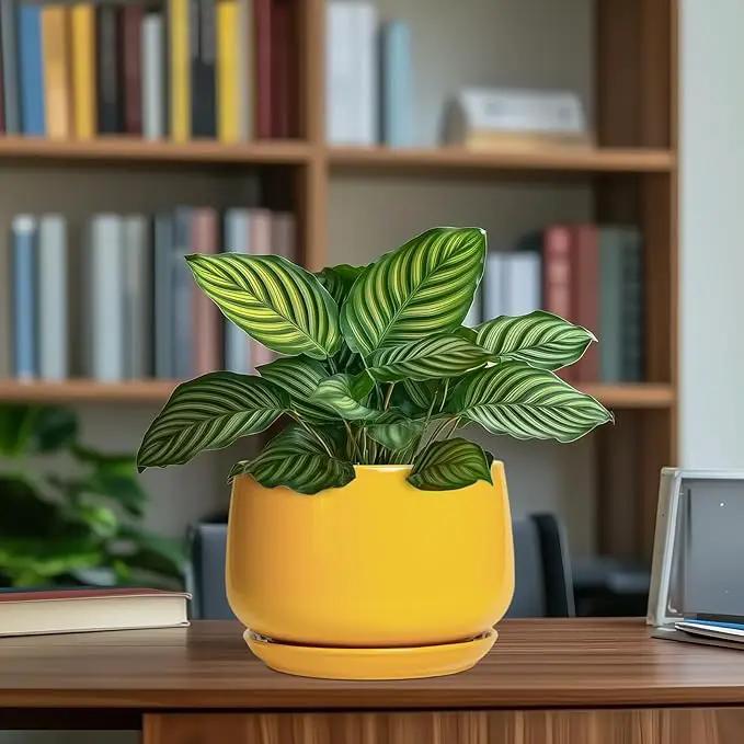 G EPGardening Ceramic Pots for Plants - 7 Inch Plant Pot with Drainage Hole and Saucer, Modern Ceramic Planter for Indoor Outdoor, Round Flower Planter, Gifts for Plants Lovers, Home Decor, Yellow, photo 8 of 8