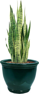 Sunnydaze Studio Large Ceramic Plant Pot - Round Outdoor Glazed Ceramic Planter Pot with Drainage - Dark Green - 18.5 in by GreenHaven Gardens