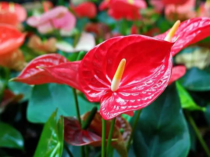 Premium Anthurium Potting Soil by Gardenera - Unlock The Full Potential of Your Plants - 5 QUARTS, photo 3 of 3