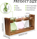 Plant Propagation Station Plant Terrarium Unique Birthday Gifts for Women Plant Lovers Home Office Decor Planter with Wooden Stand - 3 Bulb Glass Vase by GreenHaven Gardens