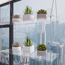 Hanging Clear Window Plant Shelves, Height Adjustable Acrylic Window Plant Hanger, 3-Tier Sturdy Window Sill Plant Shelf for Indoor Window Grow Herbs, Succulents, Flower by GreenHaven Gardens