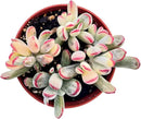 Live Succulent Plants Cotyledon Orbiculata cv. Long Leaf Variegated, Easy Care Potted Succulents, Approx 4" D x 4" H, Indoor Houseplant, Unique Gifts, Home Office Décor by GreenHaven Gardens