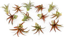 12 Pack Air Plants Red Abdita Tillandsia - Medium Air Plants Live Variety Pack - Live Succulent House Plant - Home Holders and Garden Decor - Easy Care Indoor and Outdoor Plants by GreenHaven Gardens