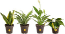 Costa Farms Live House Plants (4 Pack), Easy to Grow Live Indoor Houseplants, Grower's Choice Air Purifier Set, Potted in Indoors Garden Plant Pots, Potting Soil, Housewarming Gift, Home or Room Decor by GreenHaven Gardens