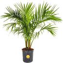 Costa Farms Majesty Palm Live Plant, Indoor and Outdoor Palm Tree, Potted in Plant Pot and Soil, Tropical Floor Houseplant, Housewarming, Patio, Balcony, Office, Home, and Room Decor, 3-4 Feet Tall