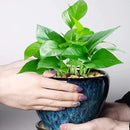 Ceramic Modern Glaze Succulent Planter Pot with Drainage Hole and Saucer 6 Inch Round Flower Plant Pot for Indoor Outdoor Herb Snake Plants by GreenHaven Gardens