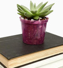 rePotme 3 inch Orchid Pot 3 Pack - Slotted Orchid Pots with Holes for Repotting (Crystal Clear) by GreenHaven Gardens