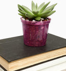 rePotme 4 inch Orchid Pot 3 Pack - Slotted Orchid Pots with Holes for Repotting (Crystal Clear) by GreenHaven Gardens