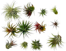 Air Plants - Tillandsia Ionantha Pack, Regular 1-3" - 12ct - Live Arrival Guaranteed - House Plants for Home Decor & Gift by GreenHaven Gardens