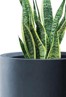 Kante 12.6" Dia Round Concrete Planter, Modern Style Large Cylindrical Plant Pot with Drainage Hole and Rubber Plug for Indoor Outdoor Patio, Charcoal by GreenHaven Gardens