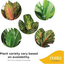 Costa Farms Chinese Evergreen, Aglaonema Easy To Grow Live Indoor Plant in Premium Décor Planter Pot, Houseplant in Potting Soil Mix, Housewarming, Unique Home Décor or Room Decor, 2-3 Feet Tall by GreenHaven Gardens