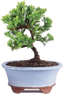 Brussel's Live Green Mound Juniper Outdoor Bonsai Tree - 3 Years Old; 4" to 6" Tall with Decorative Container - Not Sold in California by GreenHaven Gardens