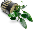 Anubias Live Aquarium Plants - Potted Freshwater Plant for Fish Tanks, Terrariums - Beginner Friendly Low Light (Congensis Mini, 3 Pots) by GreenHaven Gardens