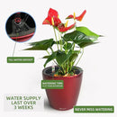 Dexceder 9x8 Inches High Gloss Self Watering Planter Indoor Outdoor, Inner Pot Design, Thickened Table Flower Plant Pot with Water Level Indicator (Red) by GreenHaven Gardens