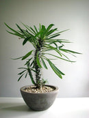 Madagascar Palm Potting Mix - Promote Strong Roots and Captivating Form with Our Premium Blend - 4 Quart by GreenHaven Gardens