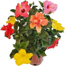 Tropical Plants of Florida Live Hibiscus Bush – Mystery Multi-Color Flowering Shrub in 3 Gallon Pot, 24 to 28” Tall – 2 to 3 Mixed Bloom Colors, Outdoor Tropical Garden Plant by GreenHaven Gardens