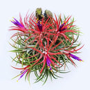 Air Plants, Tillandsia Air Plants Live Houseplants for Garden, 14 Red Lonantha Tillandsia Plant, Air Plant for Planting, 2 to 3 Inc Long by GreenHaven Gardens