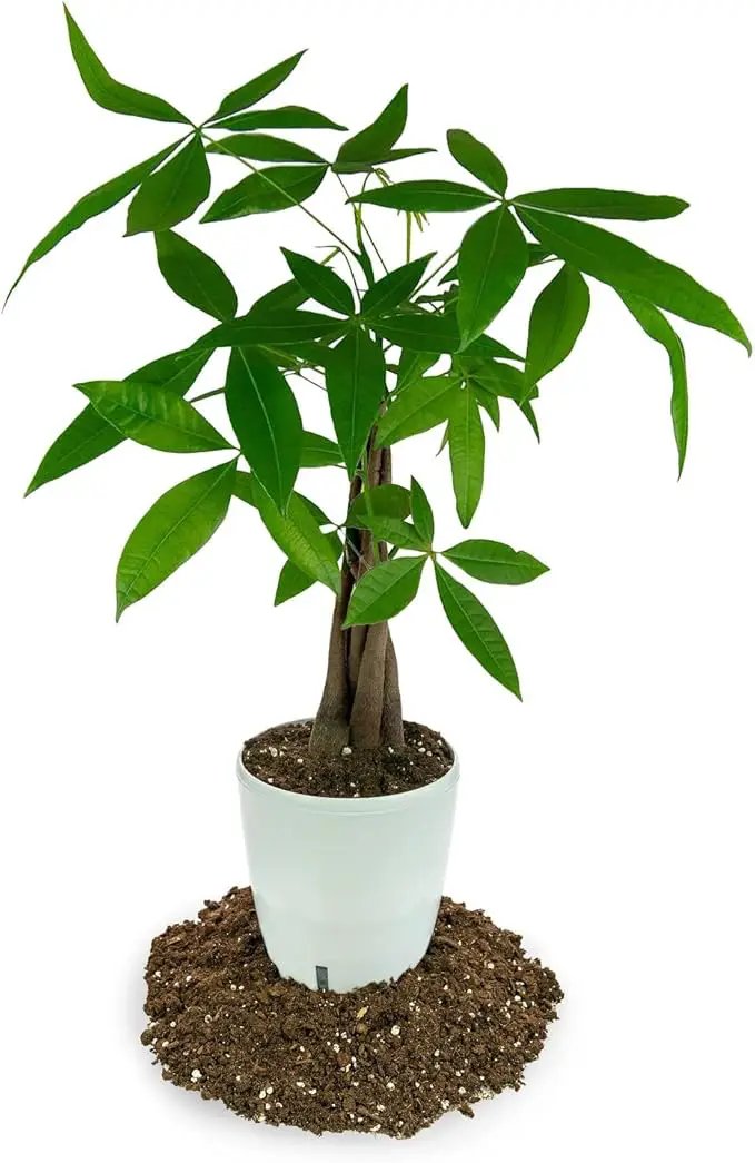 Money Tree Potting Soil - 20 Quart - Soil Mix for Planting or Repotting Guiana Chestnut, Soil Blended to Properly Grow Money Tree Plants (4 Bags of 5 Quart), photo 3 of 6