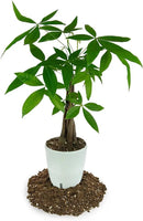 Money Tree Potting Soil, Soil Mix for Planting or Repotting Guiana Chestnut, Soil Blended to Properly Grow Money Tree Plants - (3 Quart Bag) by GreenHaven Gardens