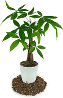 Money Tree Potting Soil, Soil Mix for Planting or Repotting Guiana Chestnut, Soil Blended to Properly Grow Money Tree Plants - (1 Quart Bag) by GreenHaven Gardens