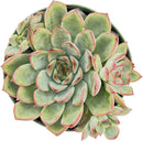 Live Succulent Plants Echeveria 'Pulidonis', Easy Care Potted Succulents, Approx 4" D x 4" H, Indoor Houseplant, Unique Gifts, Home Office Décor by GreenHaven Gardens