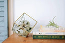 Air Plant Shop 30 Pack Tillandsia Air Plant Grab Bag of Premium Medium & Large Plants- Wholesale and Bulk - Succulents - Live Tillandsia - Easy Care Indoor and Outdoor House Plants by GreenHaven Gardens